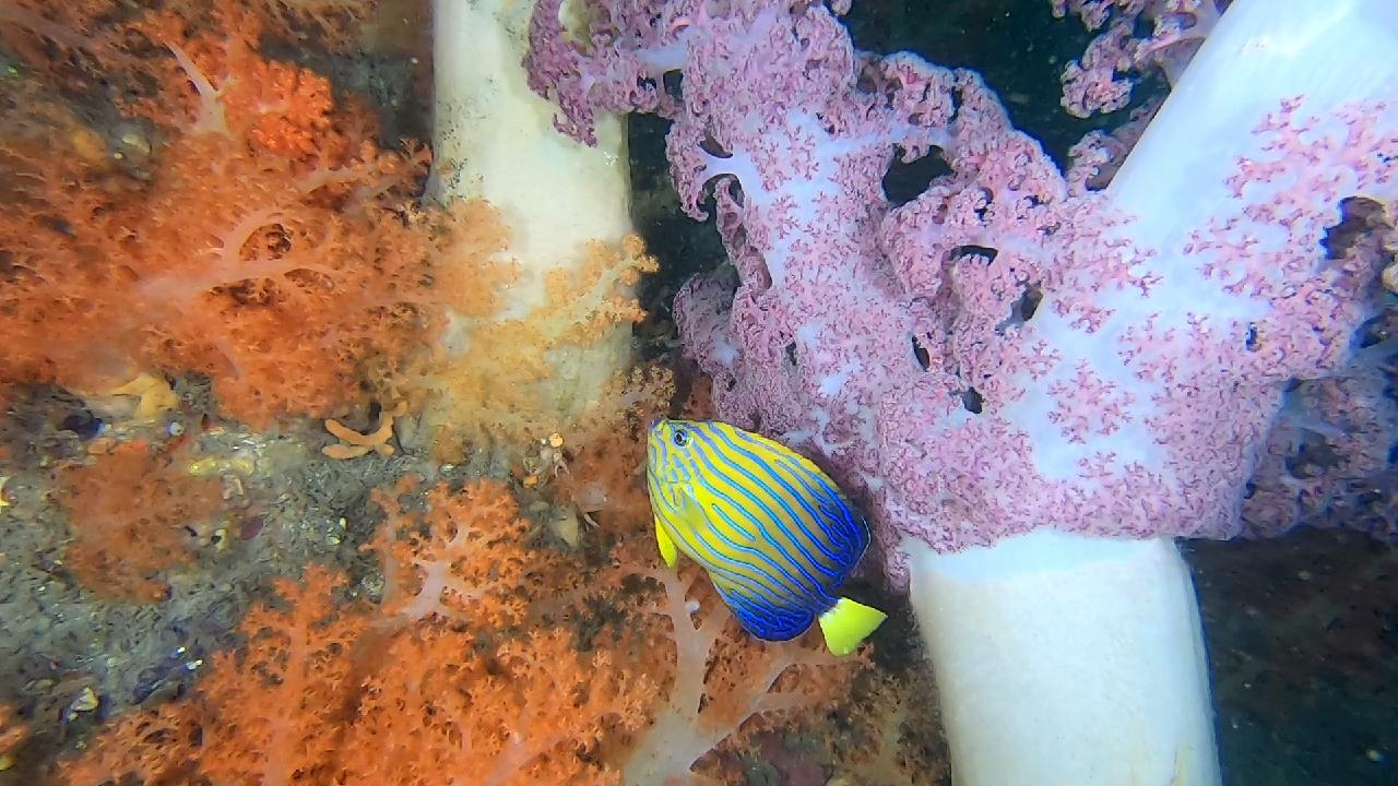 문섬 한개창 다이빙은 어드밴스가 필수죠. 대형 연산호 보러 고고~