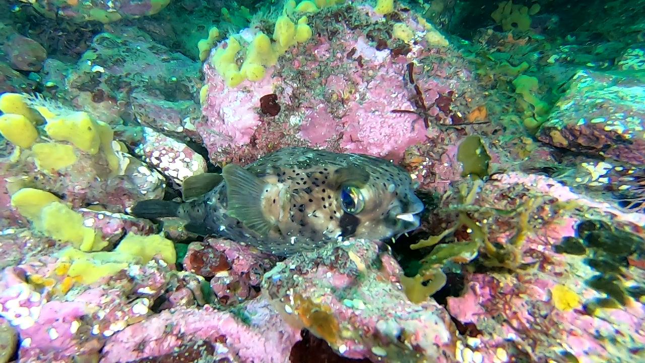 문섬 한개창 다이빙은 어드밴스가 필수죠. 대형 연산호 보러 고고~