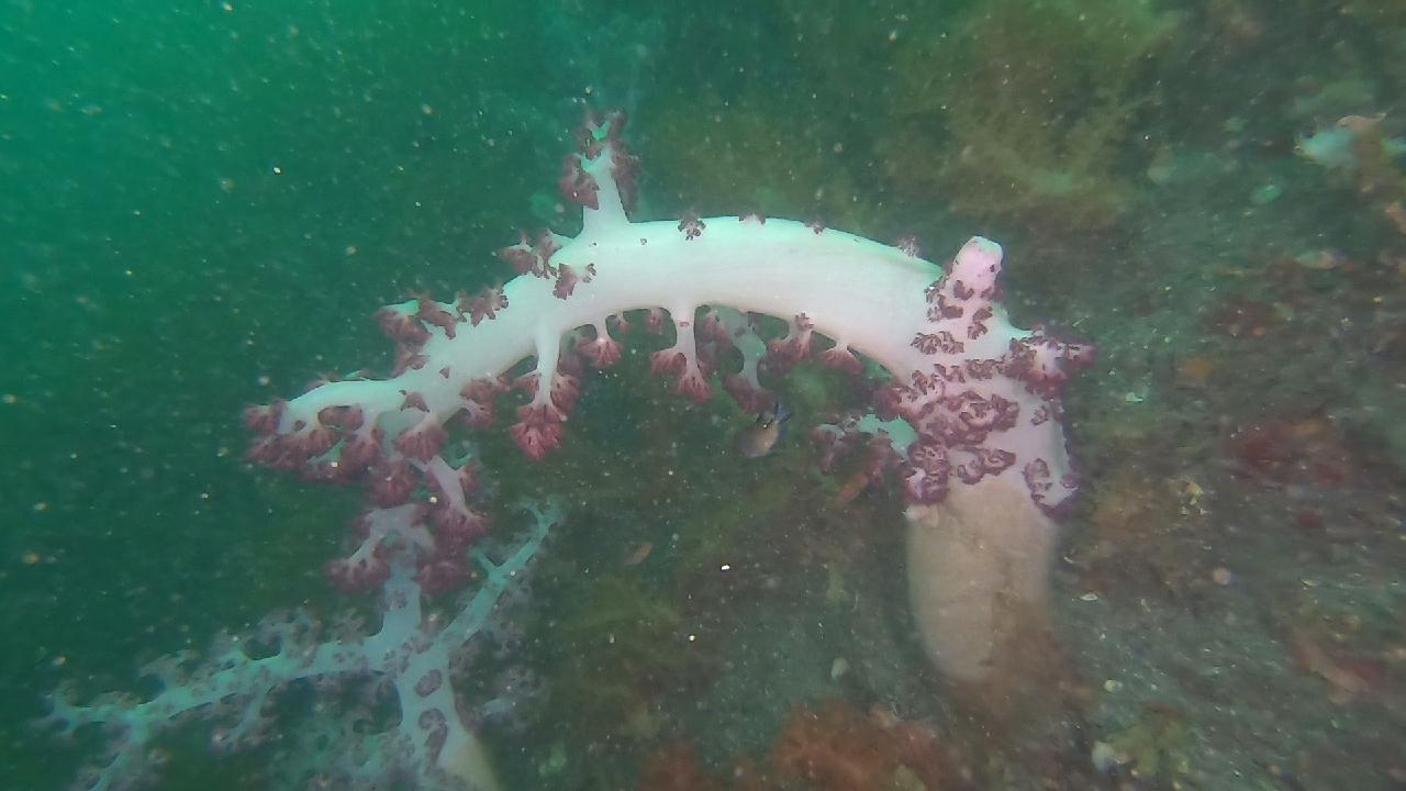 문섬 한개창 다이빙은 어드밴스가 필수죠. 대형 연산호 보러 고고~