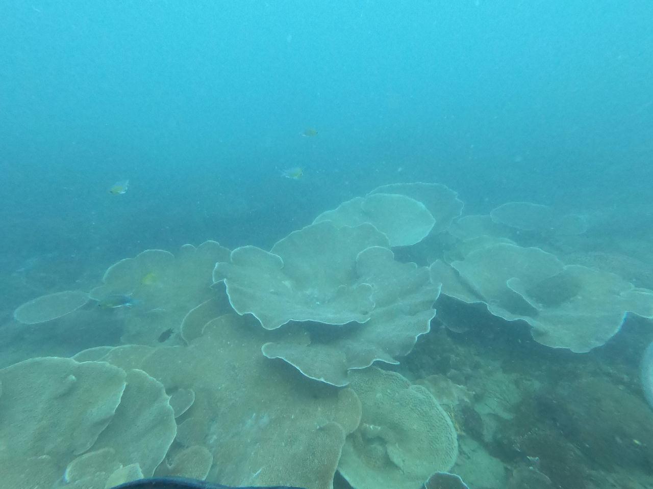 Coron Palawan Philippines - Morazan maru Wreck