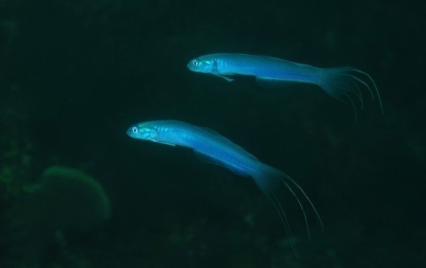 제주도 서귀포 - 섶섬 작은 한계창 니모 포인트