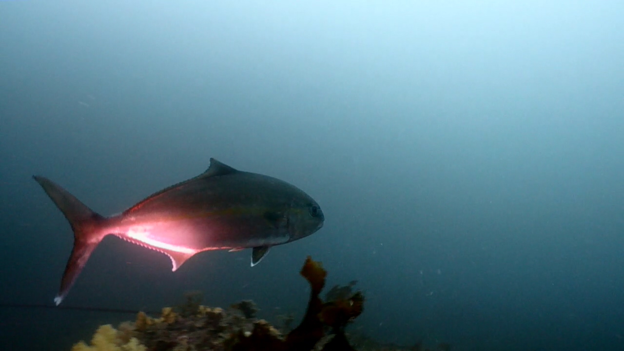 제주 찰스다이브 문섬, 새끼섬 딮 포인트