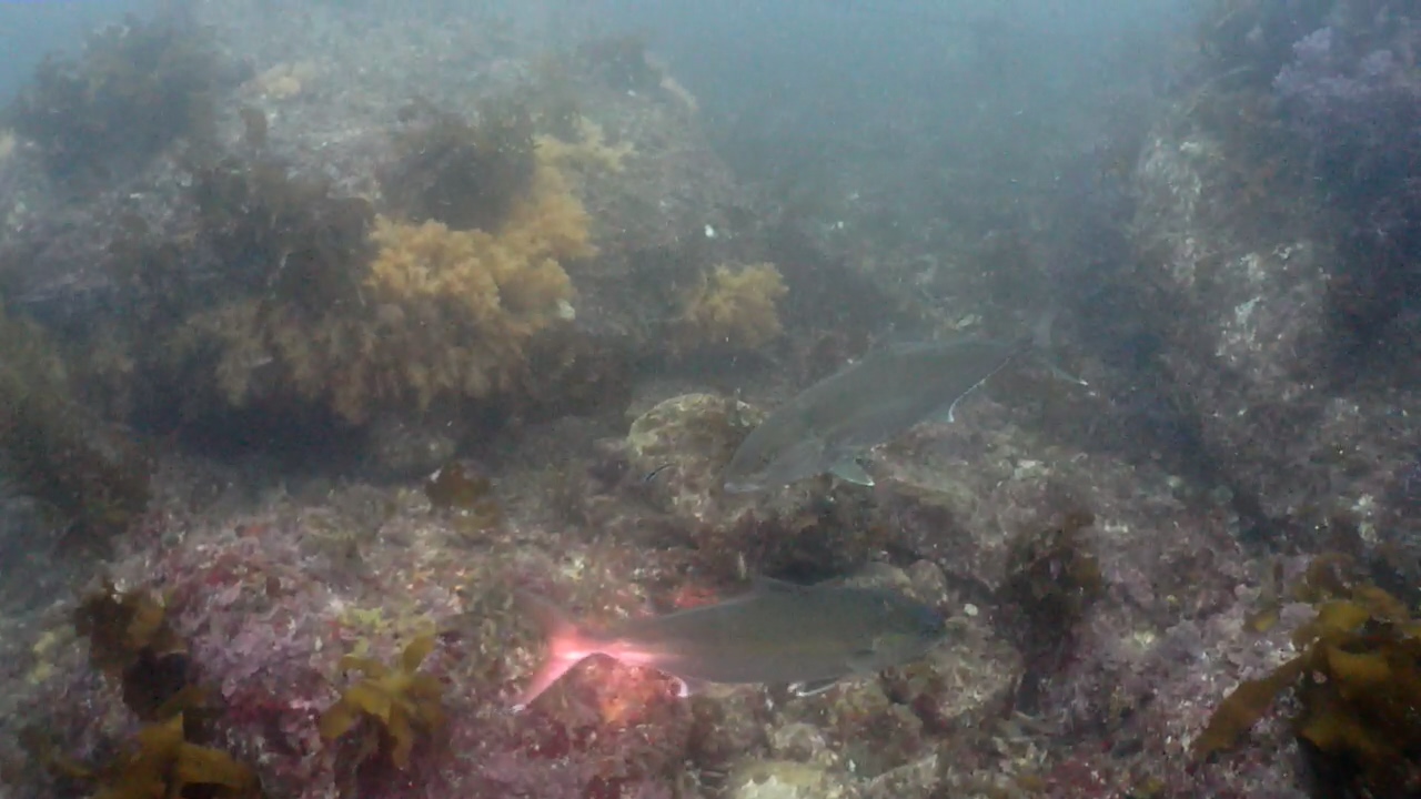 제주 찰스다이브 문섬, 새끼섬 딮 포인트