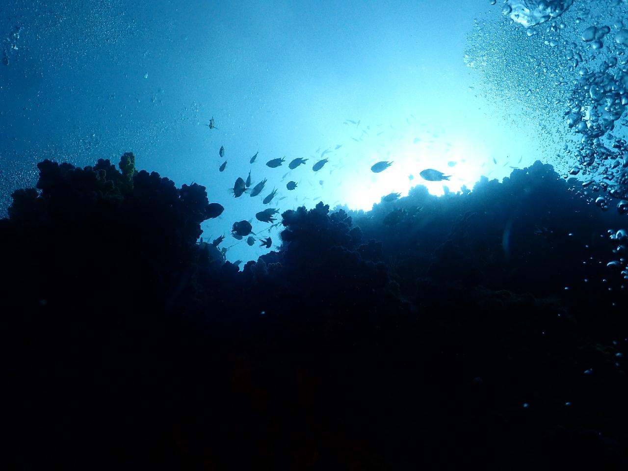 수온 좋고 시야 좋은 범섬 바다속