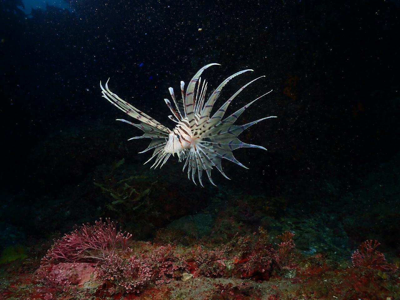 수온 좋고 시야 좋은 범섬 바다속