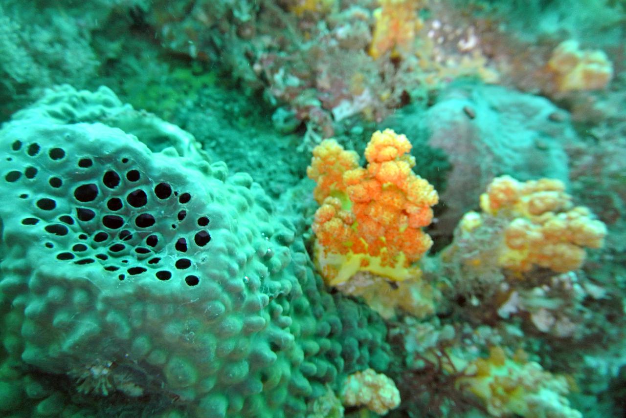 동해에서 다이빙하는거 같애