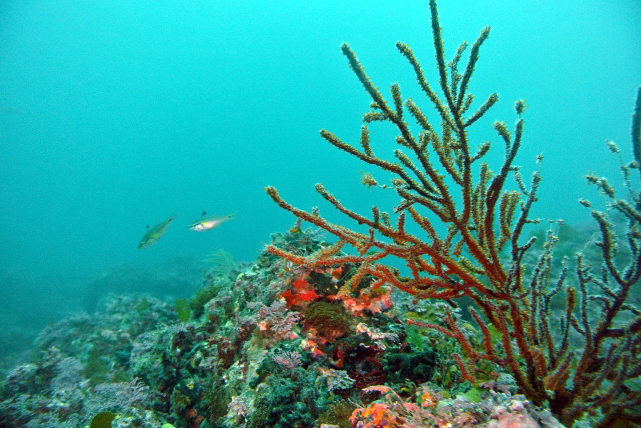 동해에서 다이빙하는거 같애