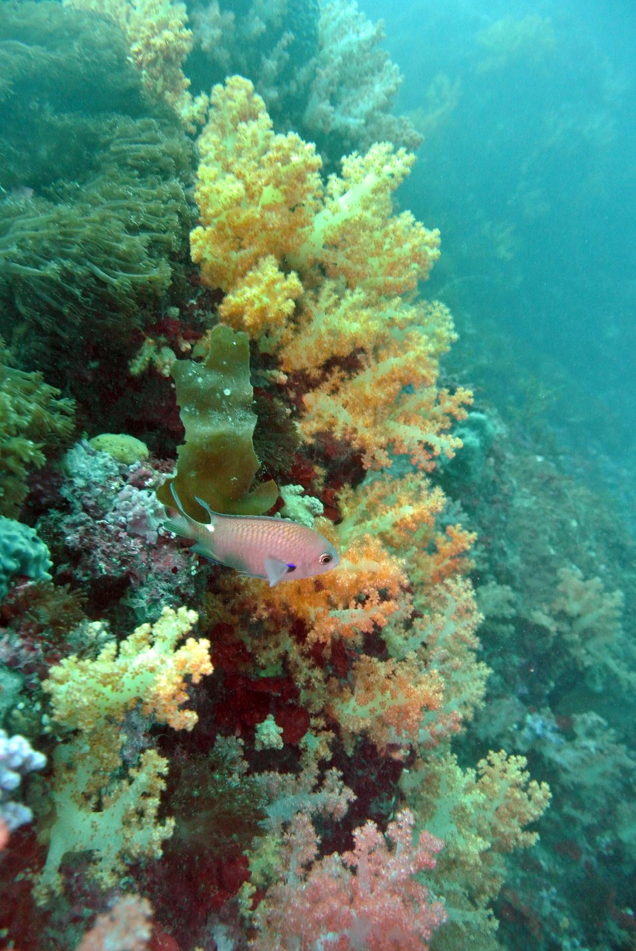 동해에서 다이빙하는거 같애