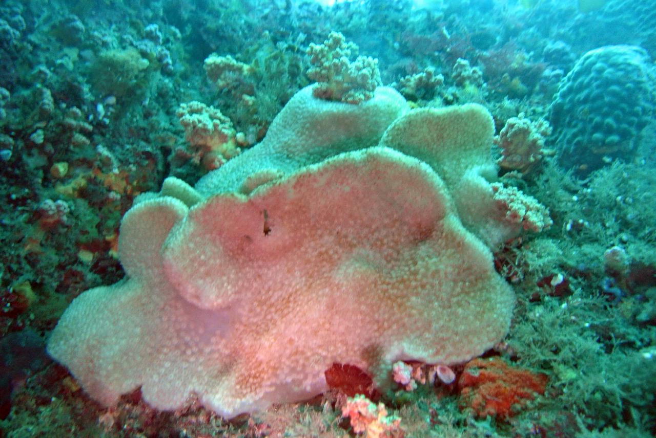 동해에서 다이빙하는거 같애