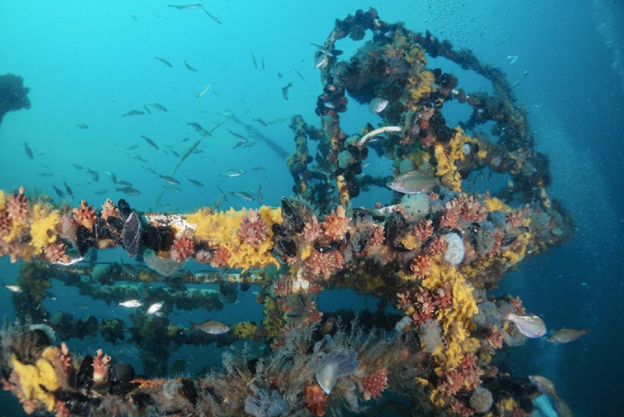 강릉사천 마린플래닛 - 엠버 33난파선