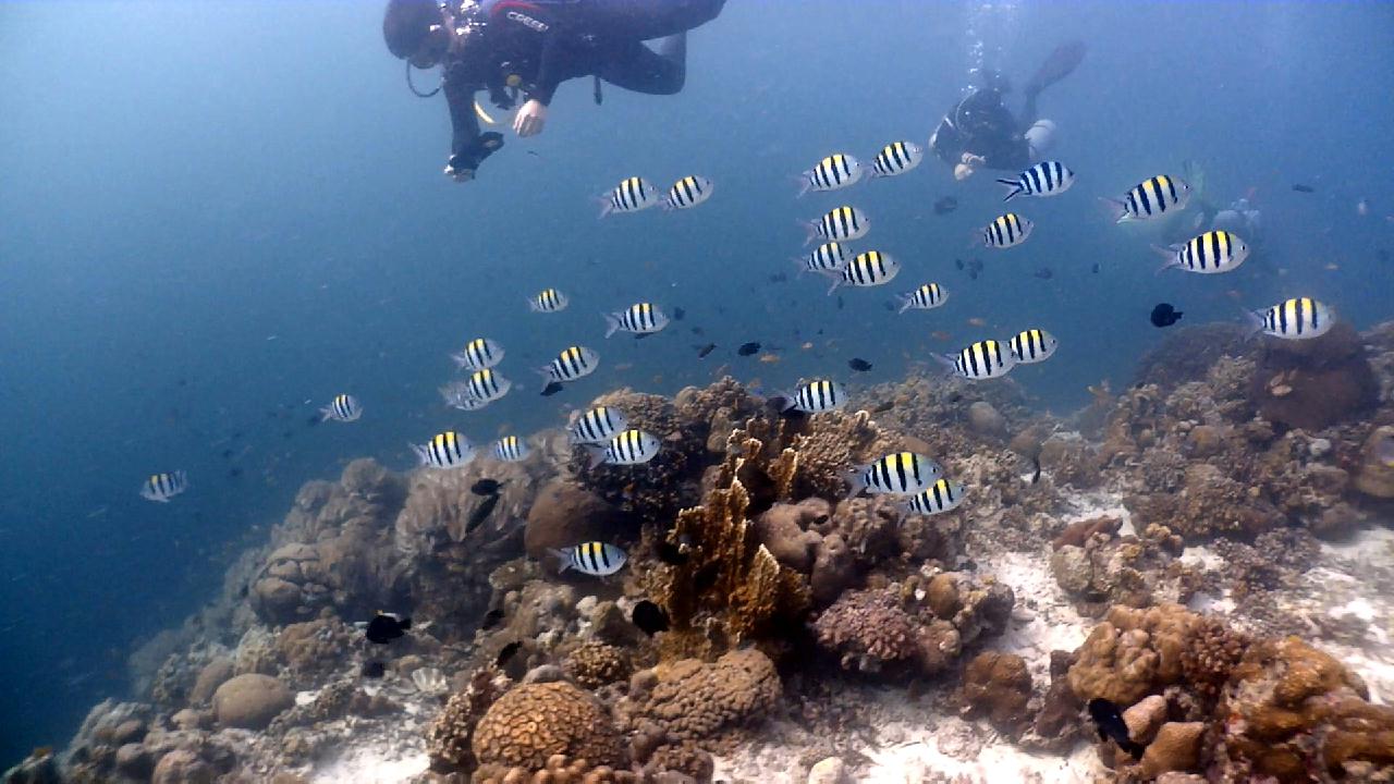 Cebu Blue sea Dive, Hilutungan-2