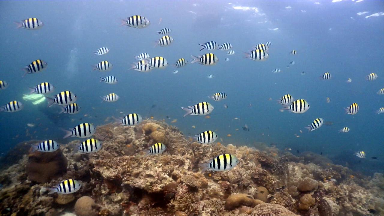 Cebu Blue sea Dive, Hilutungan-2