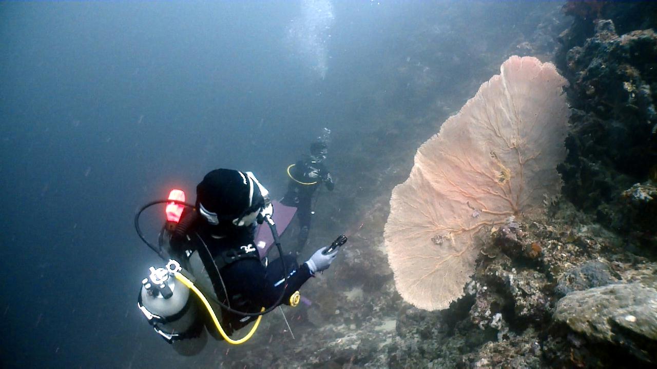 Cebu Blue sea Dive, Hilutungan-1