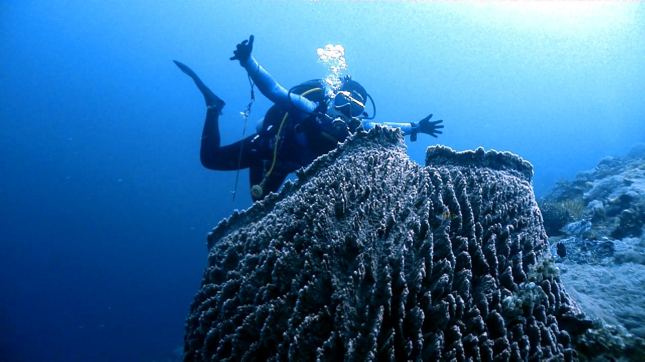 Cebu Blue sea Dive, Coral Reef.