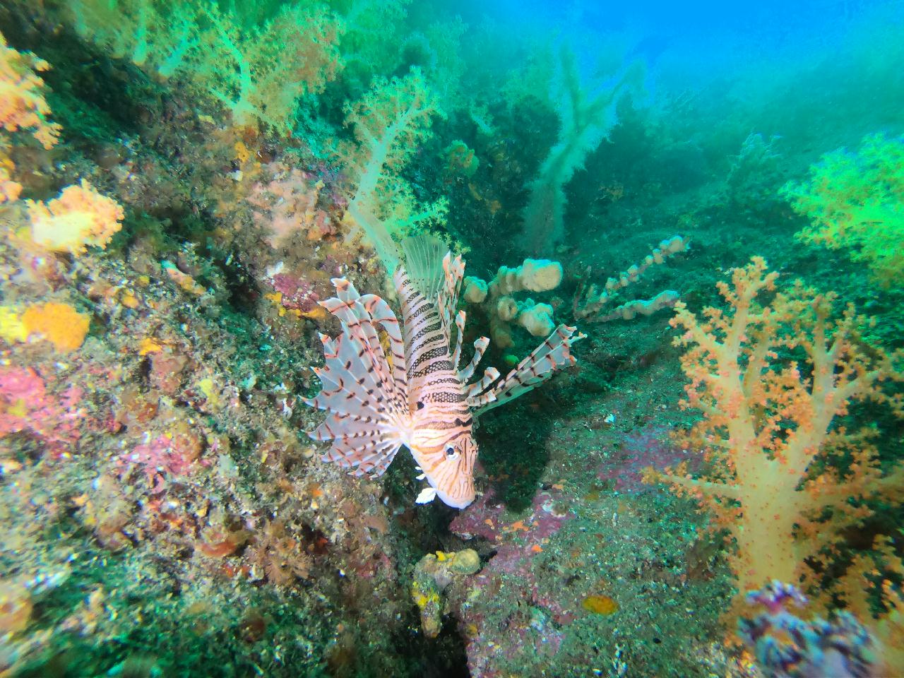 아지랑이가 지글지글, 수온약층