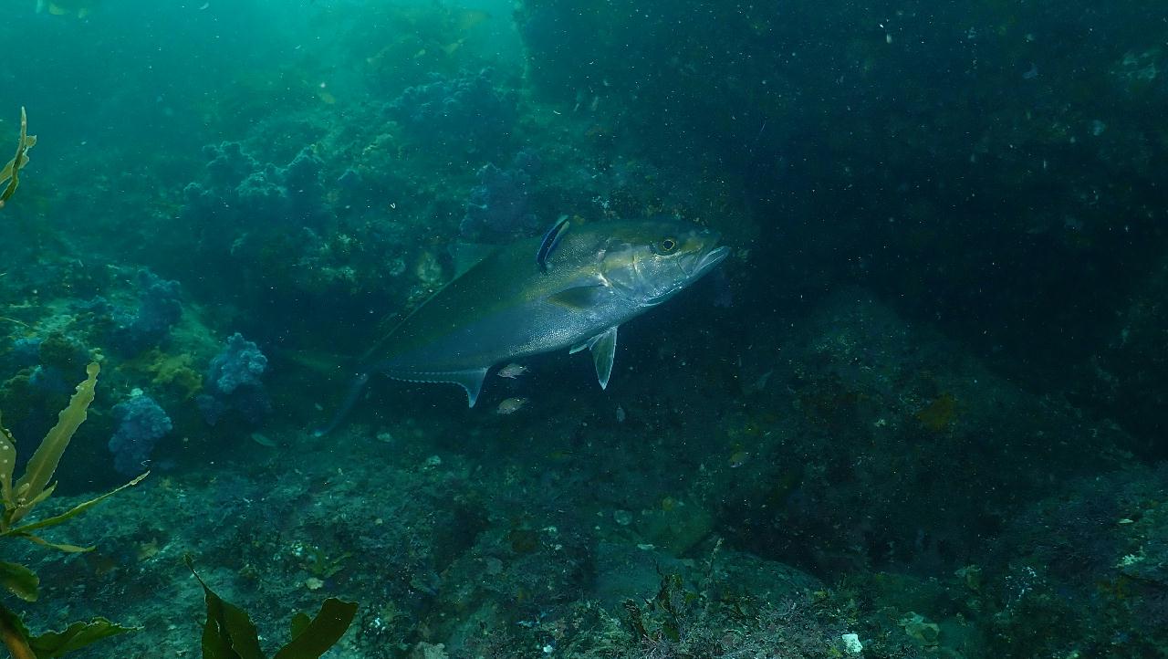 레스큐다이버 펀다이빙 1