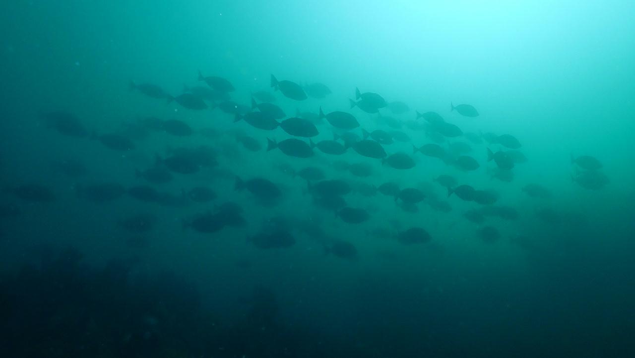 레스큐다이버 펀다이빙 1