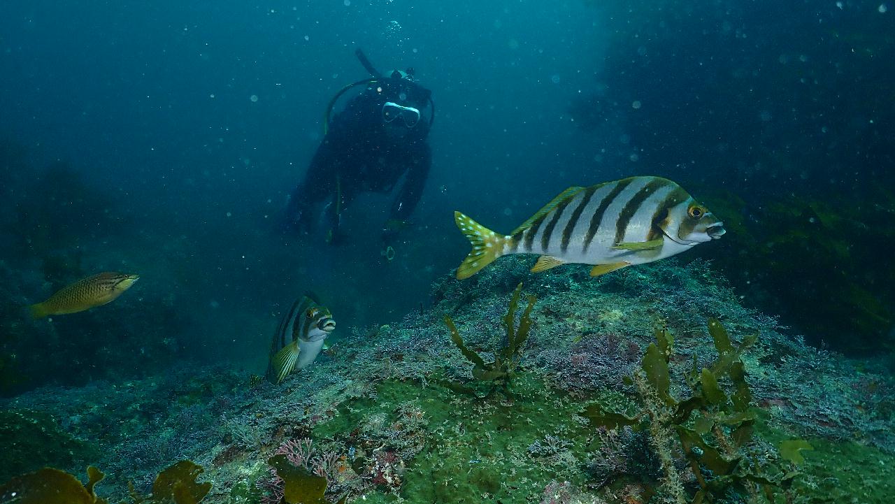 레스큐 펀다이빙 4