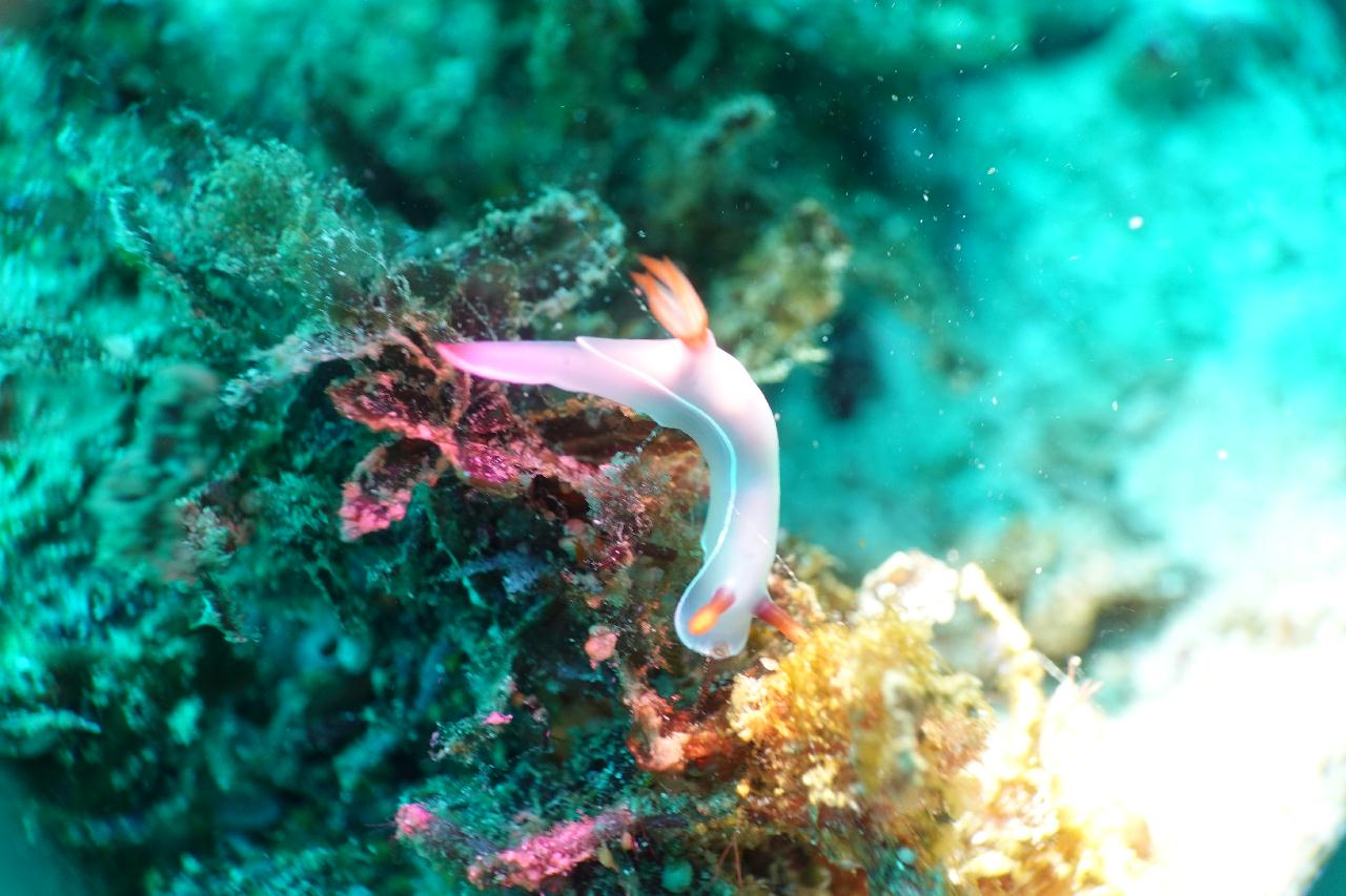 스쿠버블  - 모벤픽 