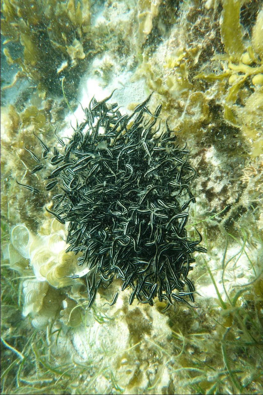 스쿠버블  - 하우스리프 