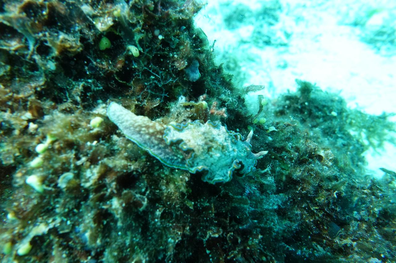 스쿠버블  - 하우스리프 