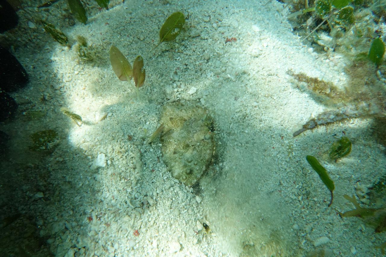 스쿠버블  - 하우스리프 