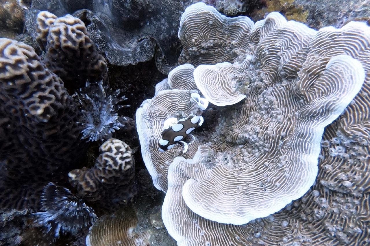 Koh tao - ??