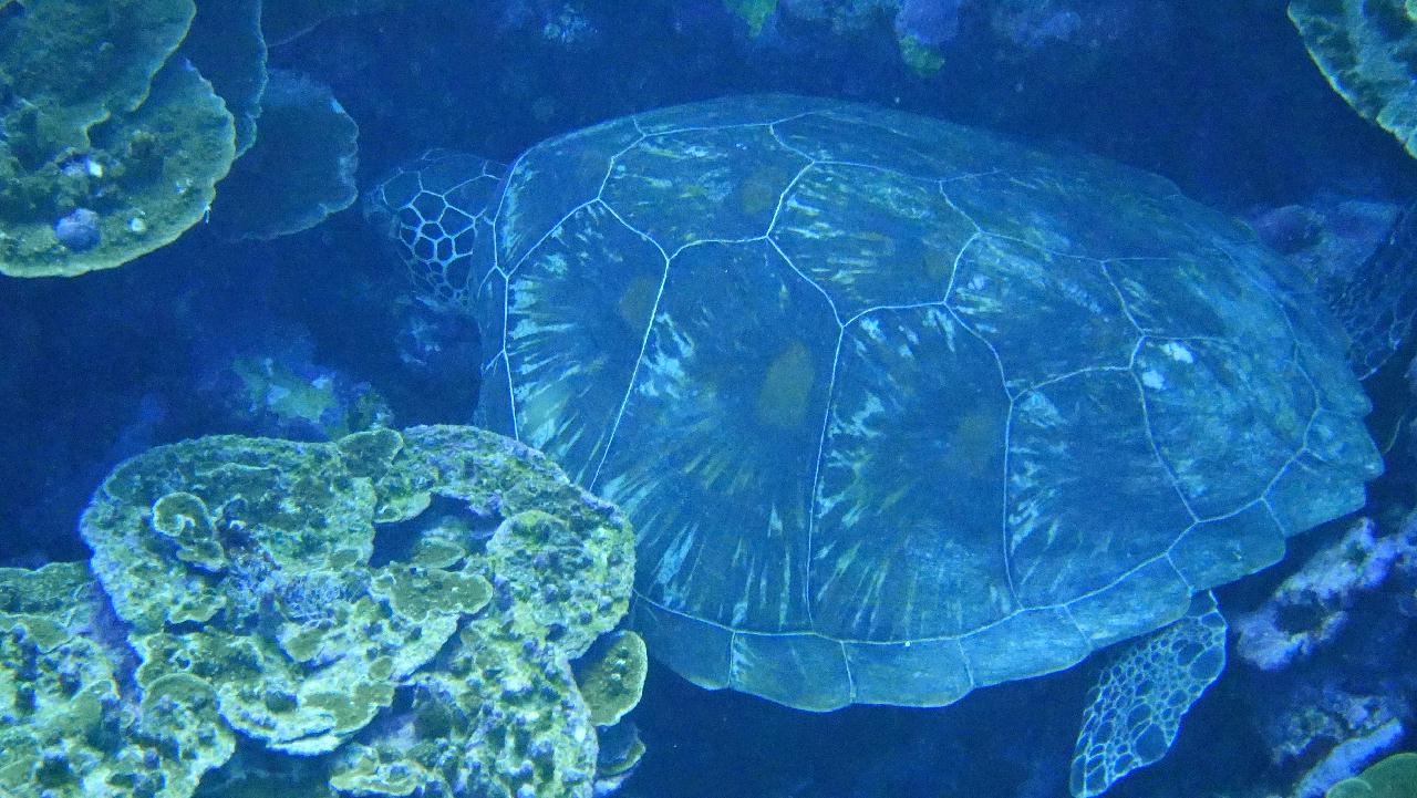 사이판 - 오레아이