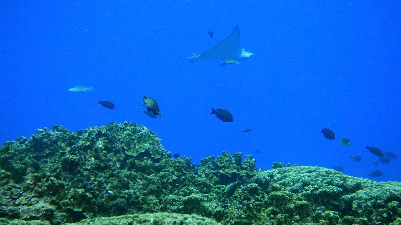 사이판 - 아이스크림