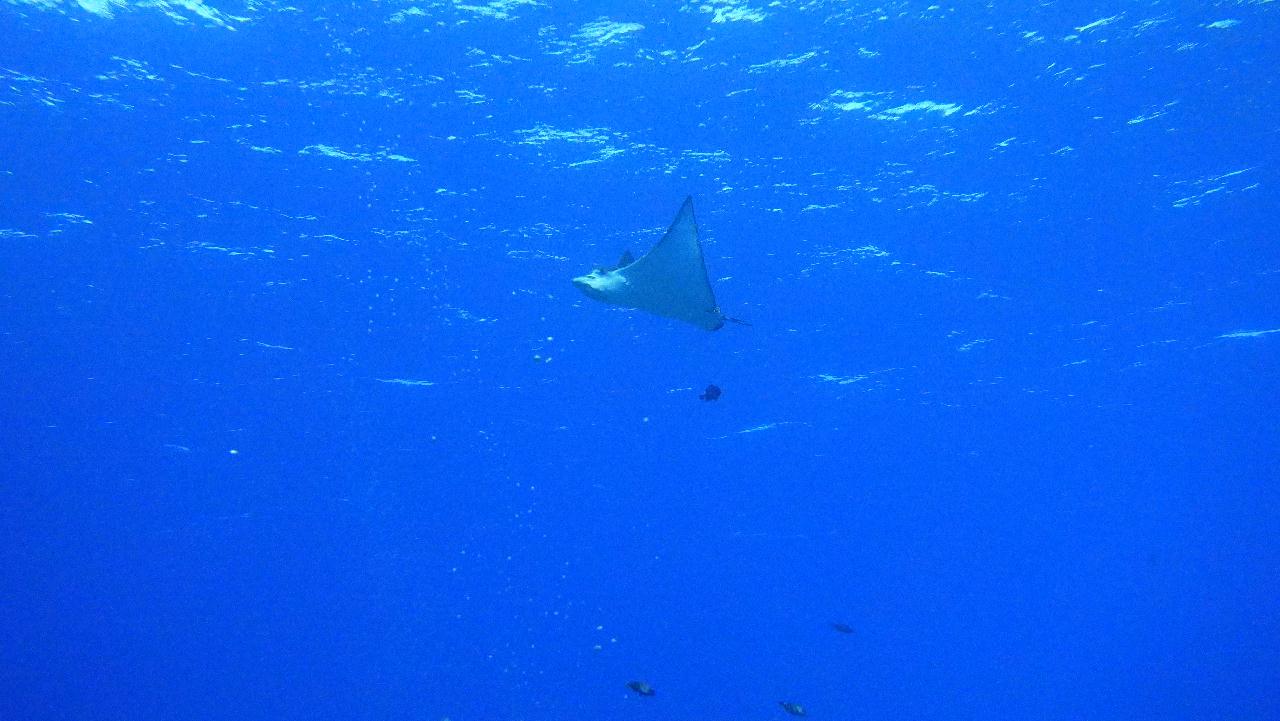 사이판 - 아이스크림