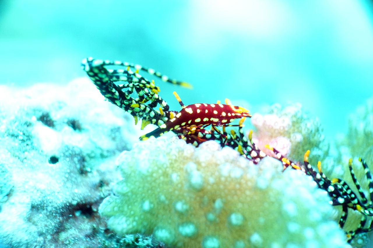 스쿠버블  - 코랄리프