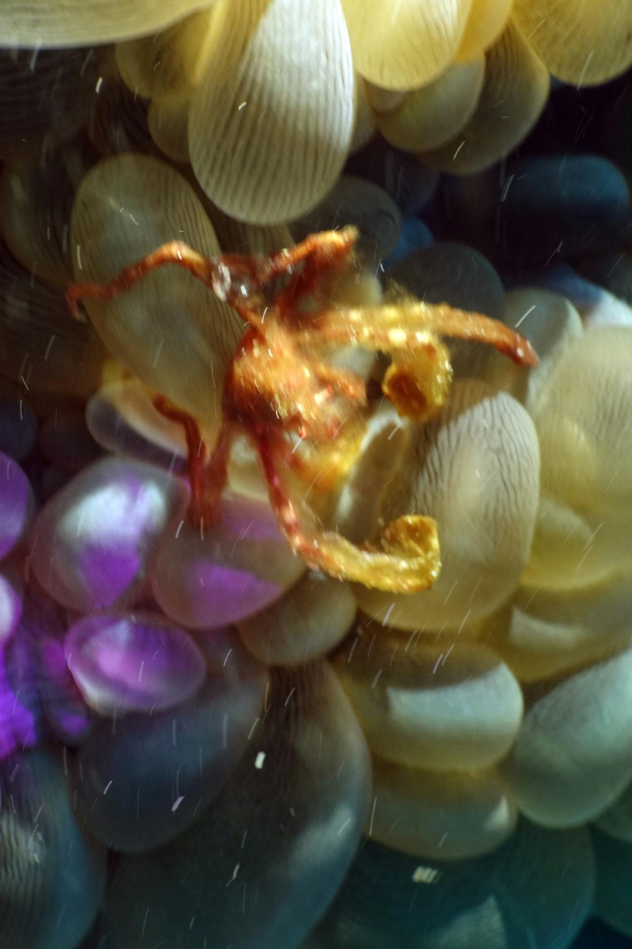 스쿠버블  - 코랄리프