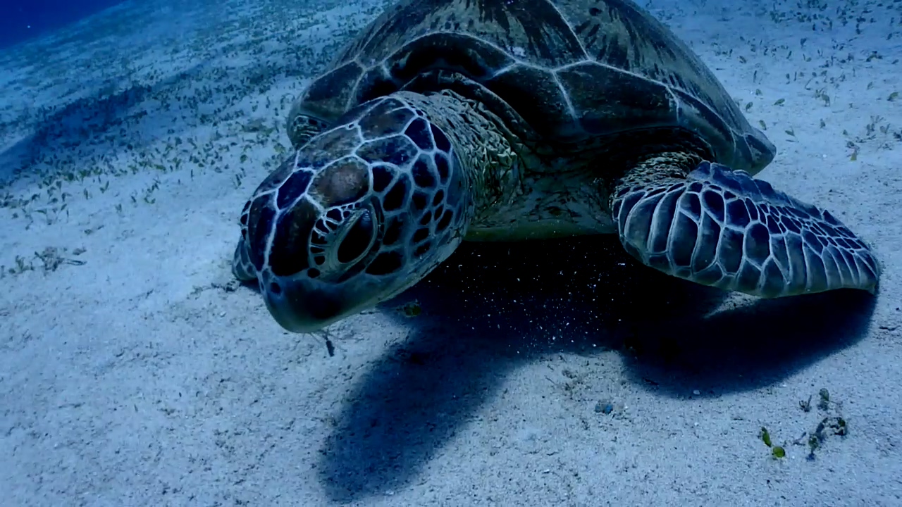 Palawan Coron W Dive Resort Dimipac