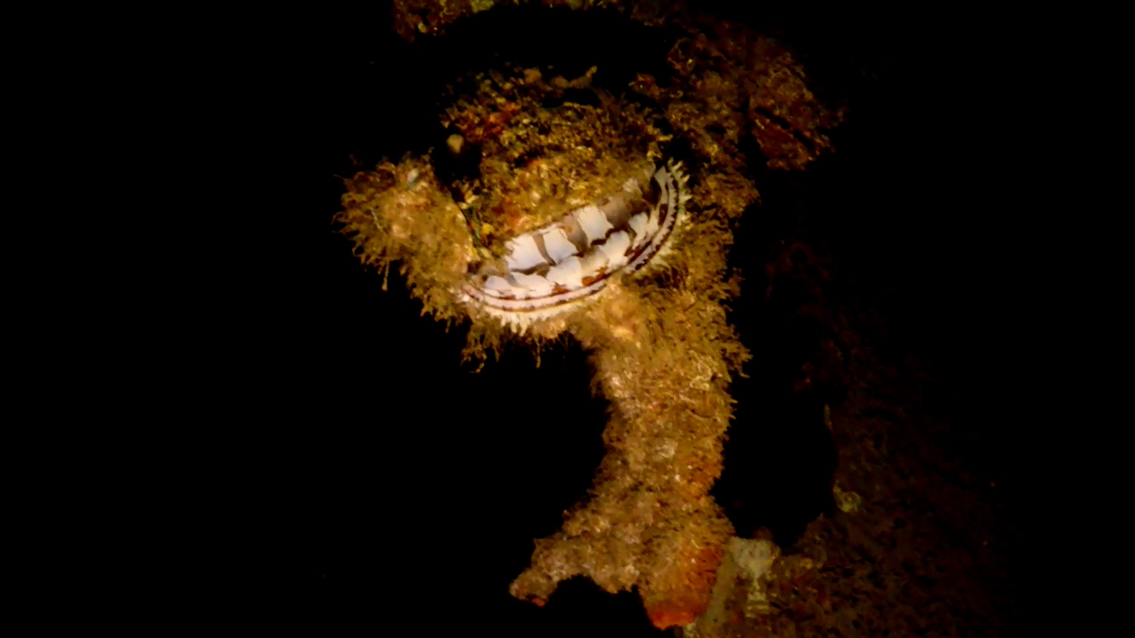 Palawan Coron W Dive Resort Kogyo Maru