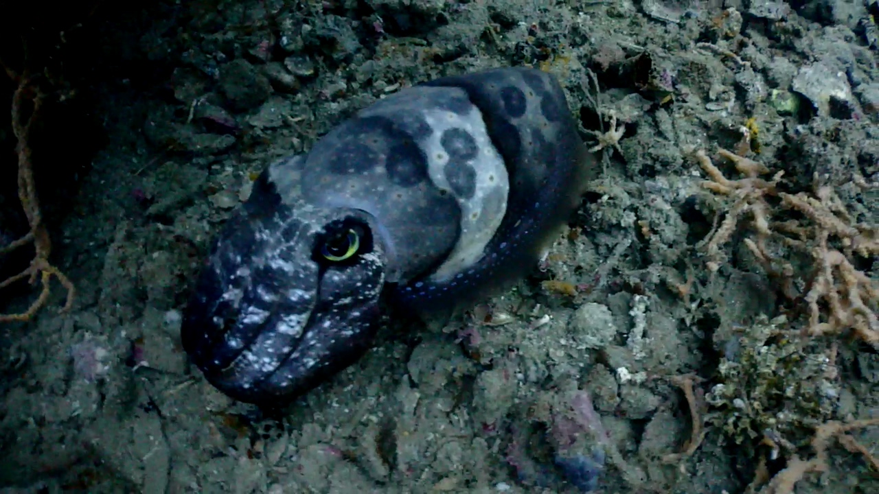 Palawan Coron W Dive Resort Olympia Maru