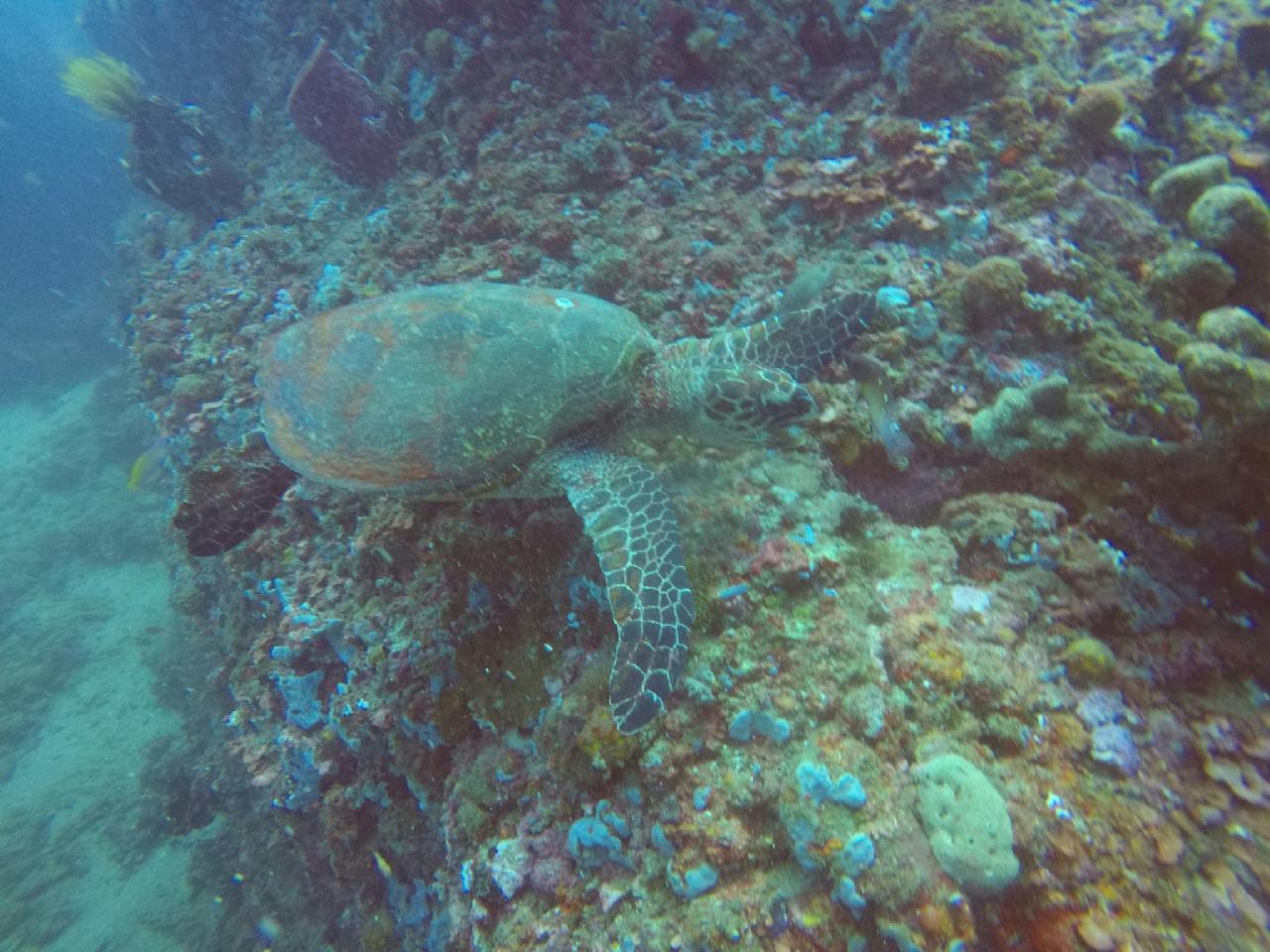 아닐라오 [보호텔]_카테드랄