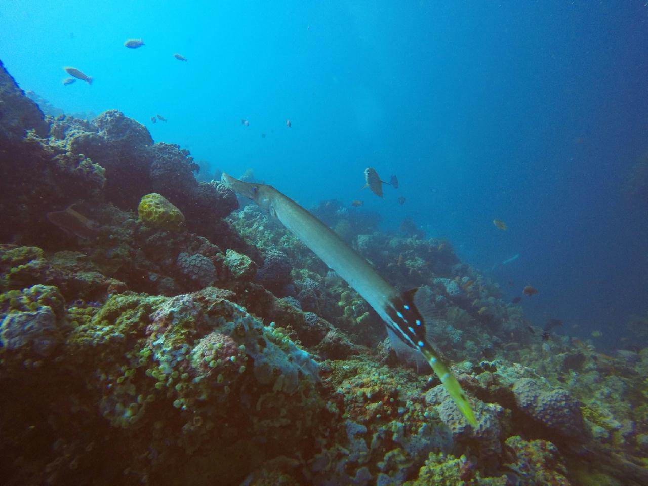 아닐라오 [보호텔]_카테드랄