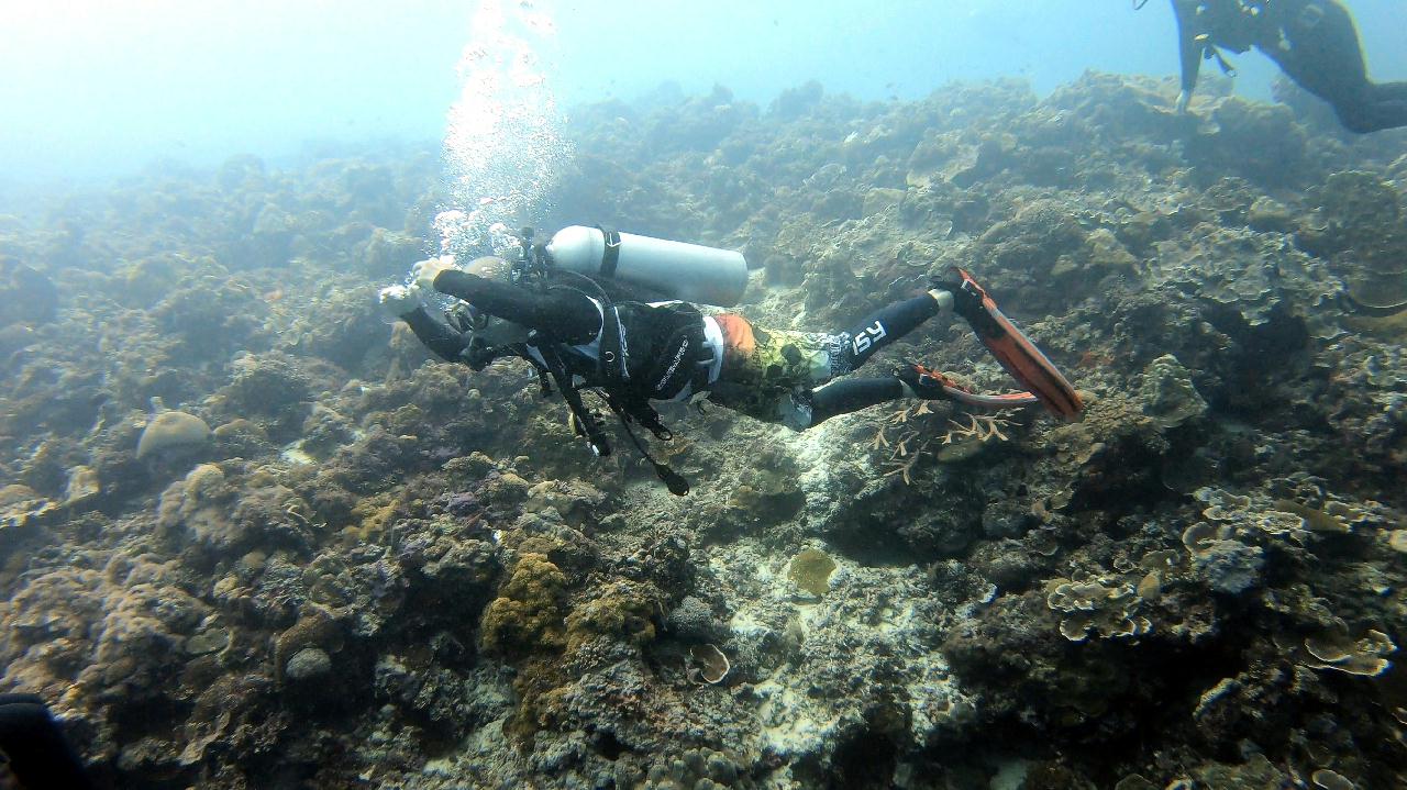CEBU SEAHORSEDIVE - Marinestation
