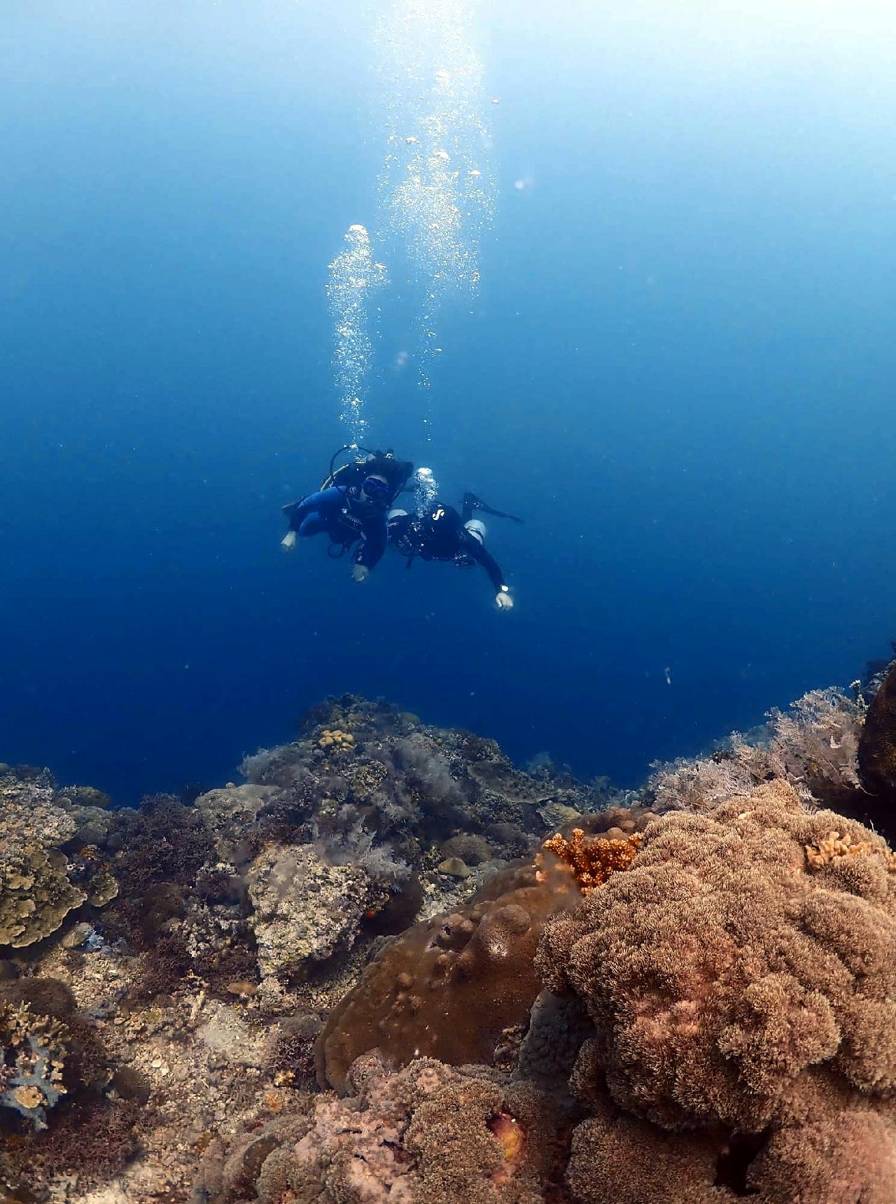 Cebu seahorse - Airplane wreck