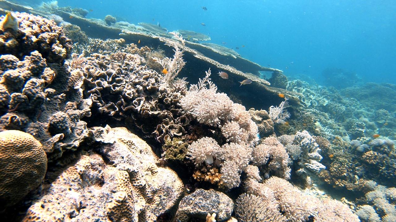 CEBU SEAHORSE DIVE - Hilutungan canctuary