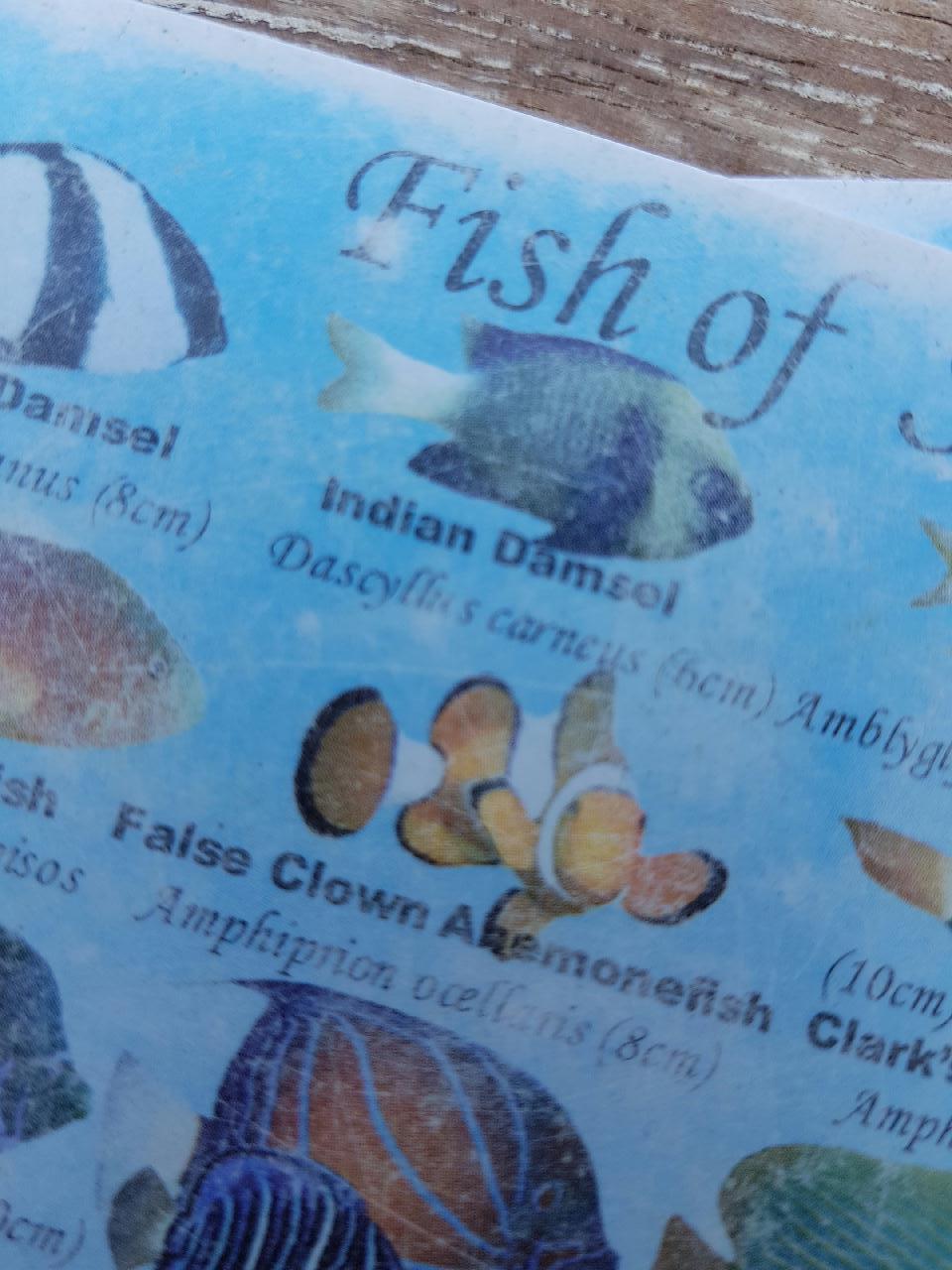 shark point. gili  - shark point