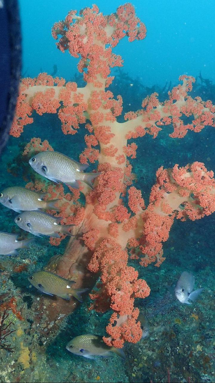 큰수지맨드라미 아래 자리돔