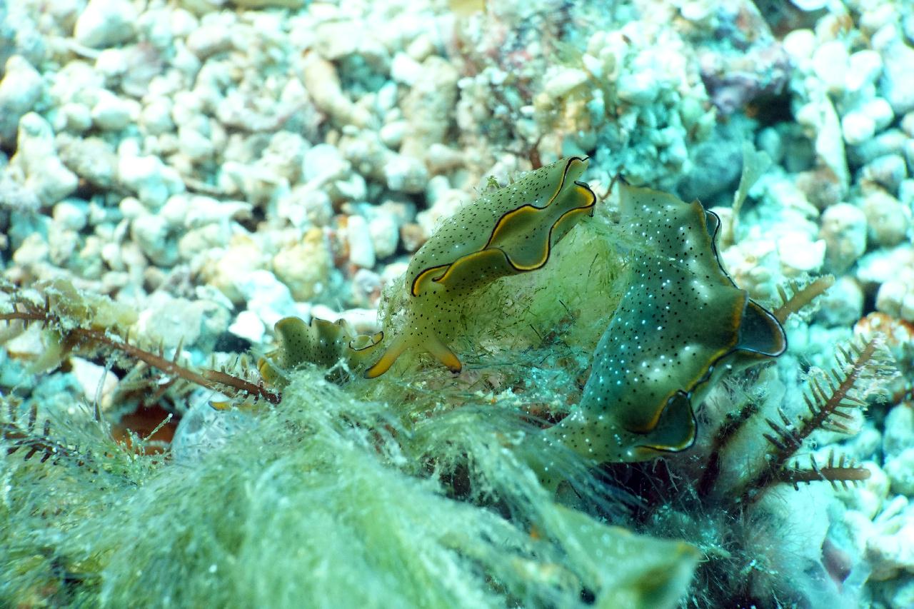 스쿠버블  - 스쿠버블 