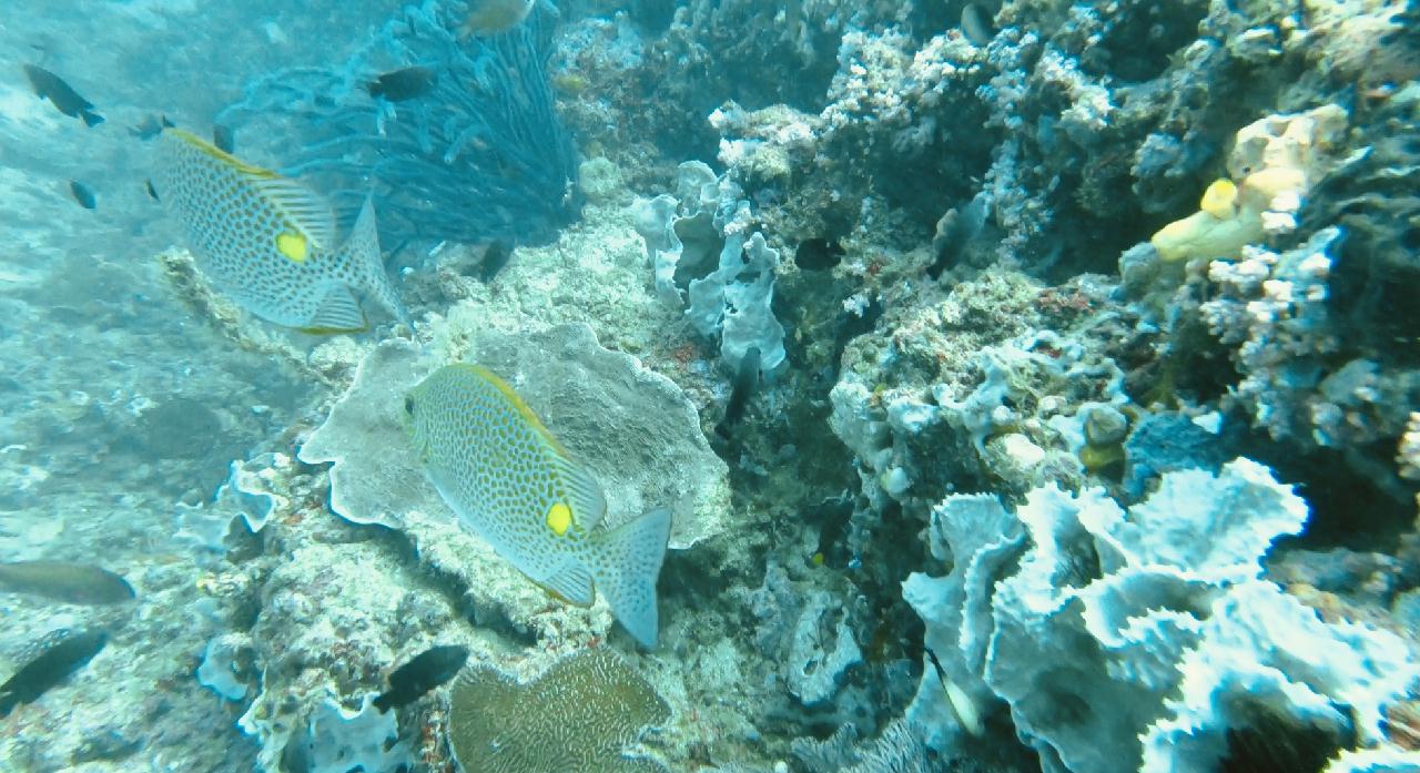 보라카이 해외 첫 다이빙 하루에 3깡씩 2틀 다이빙^^