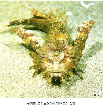 사량도 2번째날...쑤기미에 쏘이다