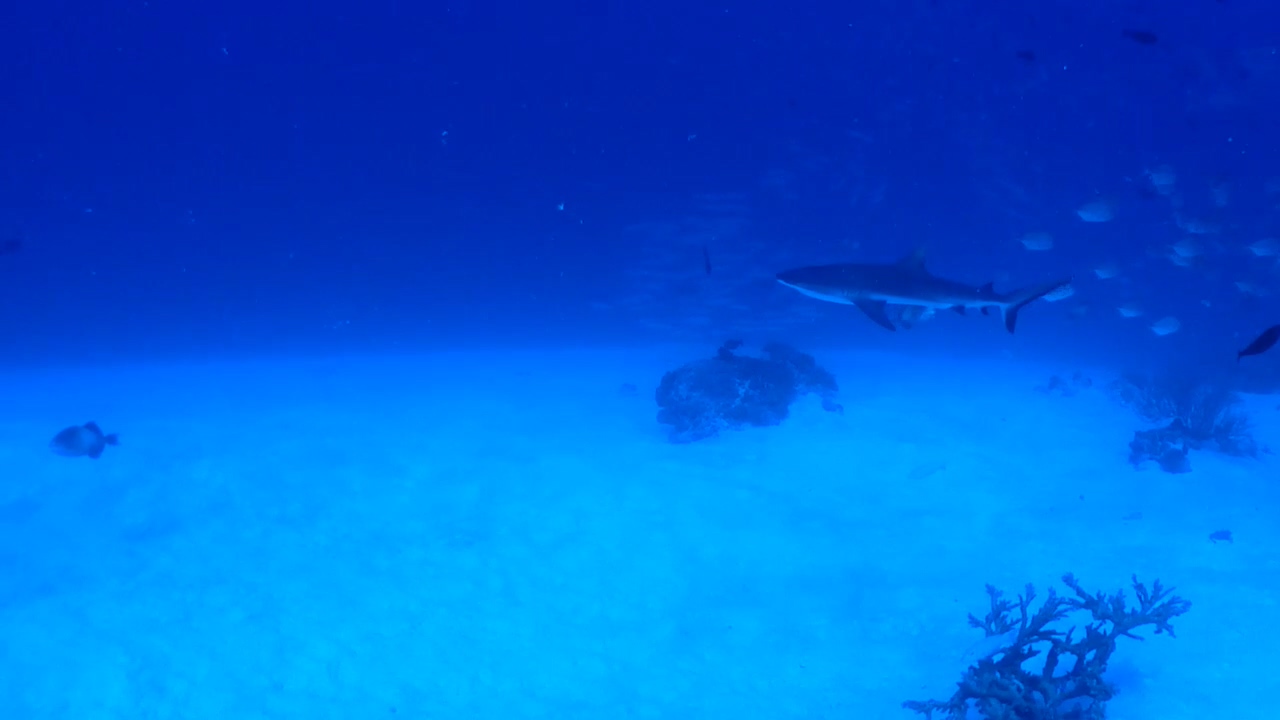 Palau Adventure Dive #Sand Bar