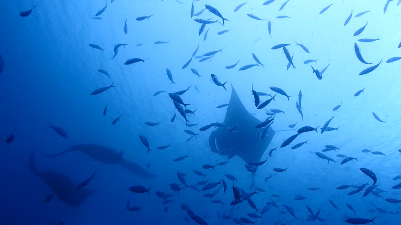 Palau Adventure Dive #German Channel