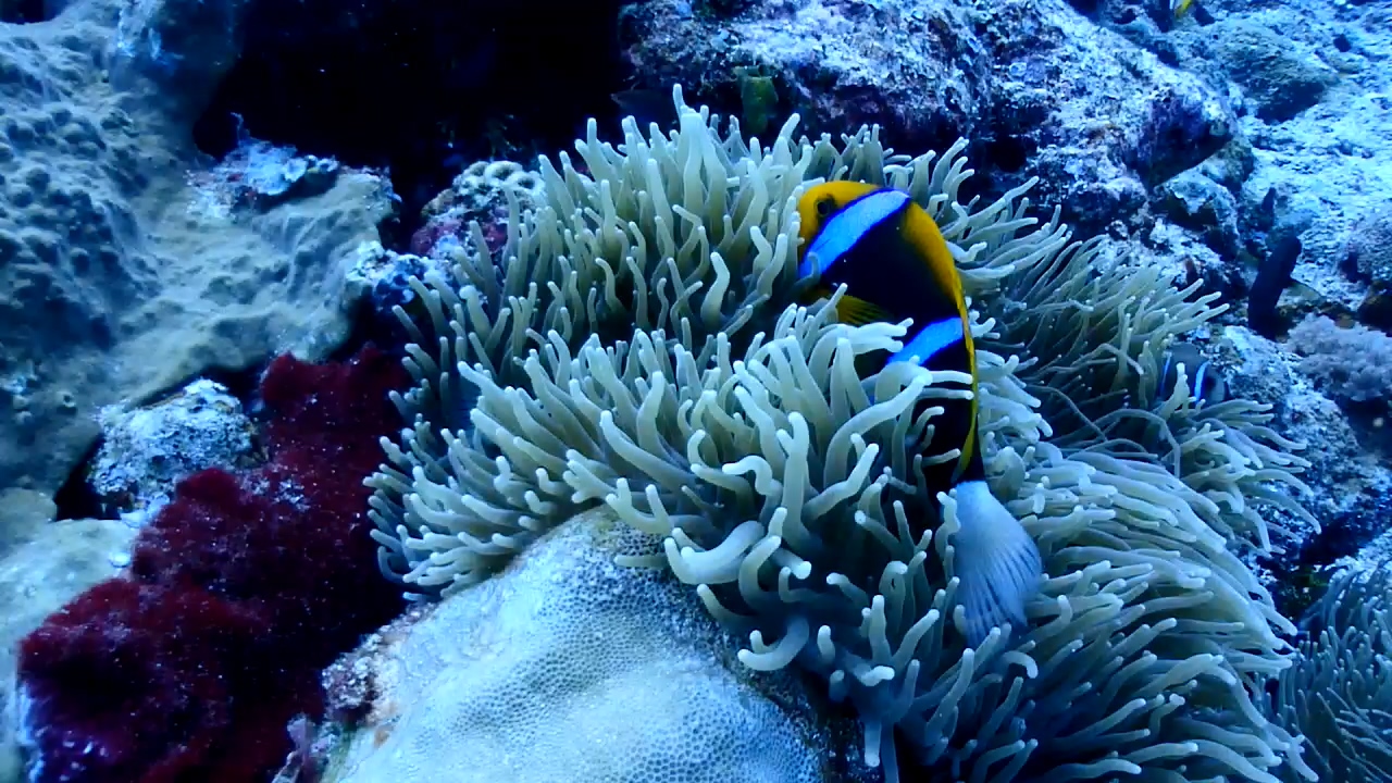 Palau Adventure Dive #Blue Hole