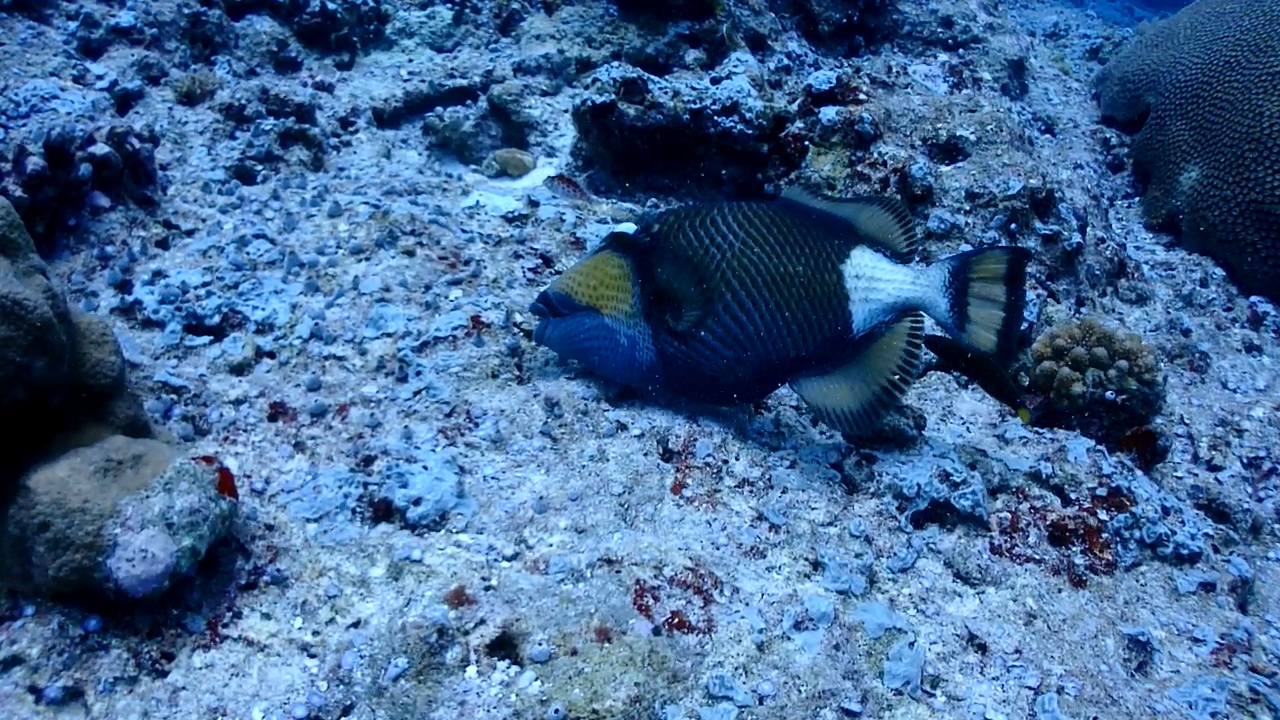 Palau Adventure Dive #New Drop Off