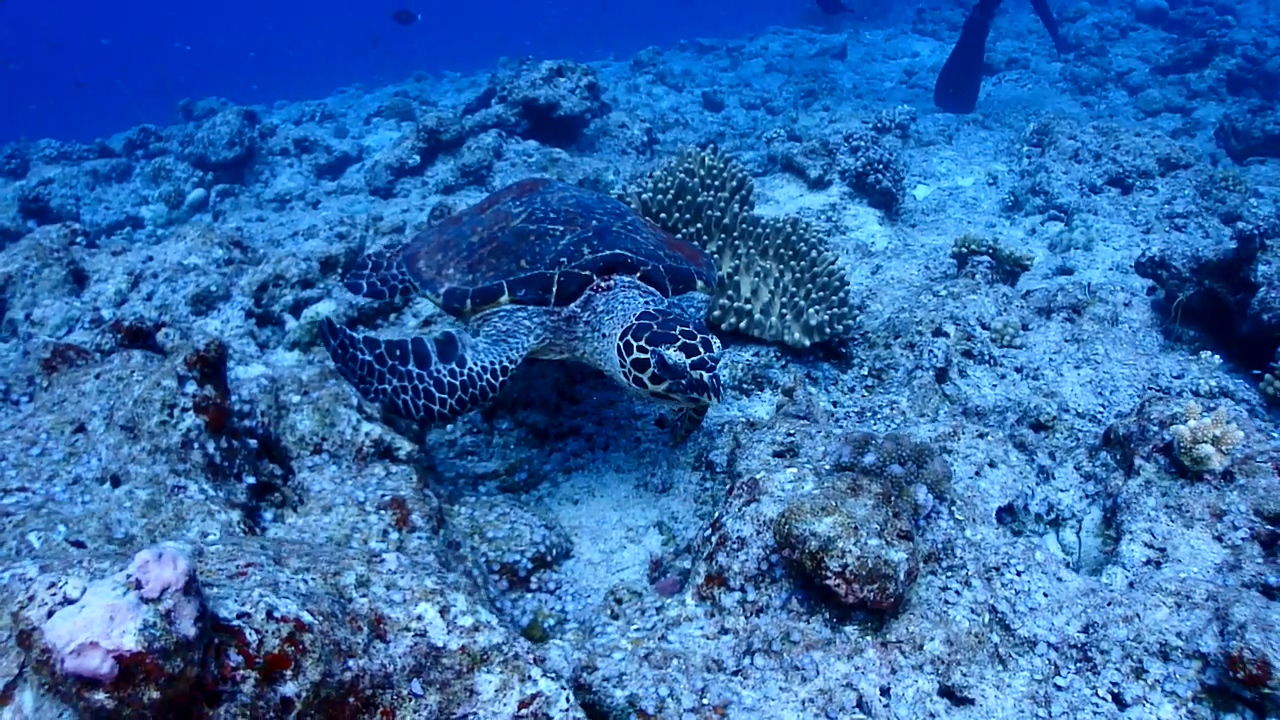 Palau Adventure Dive #New Drop Off